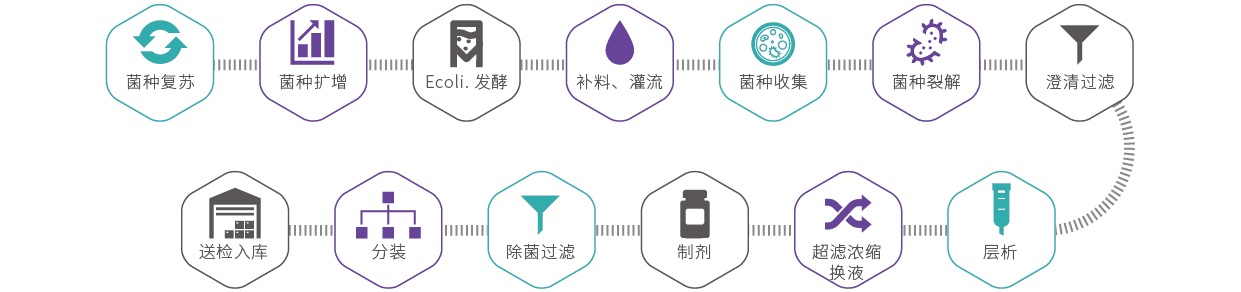 质粒CDMO服务-商业化生产级别生产流程