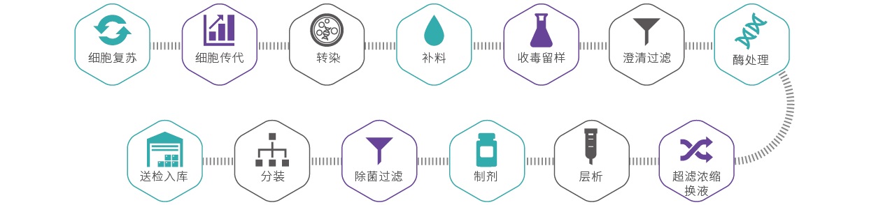 慢病毒CDMO服务-IIT级别生产流程