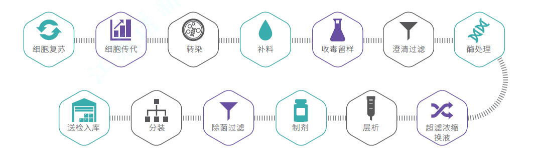 慢病毒CDMO服务-临床级别生产流程