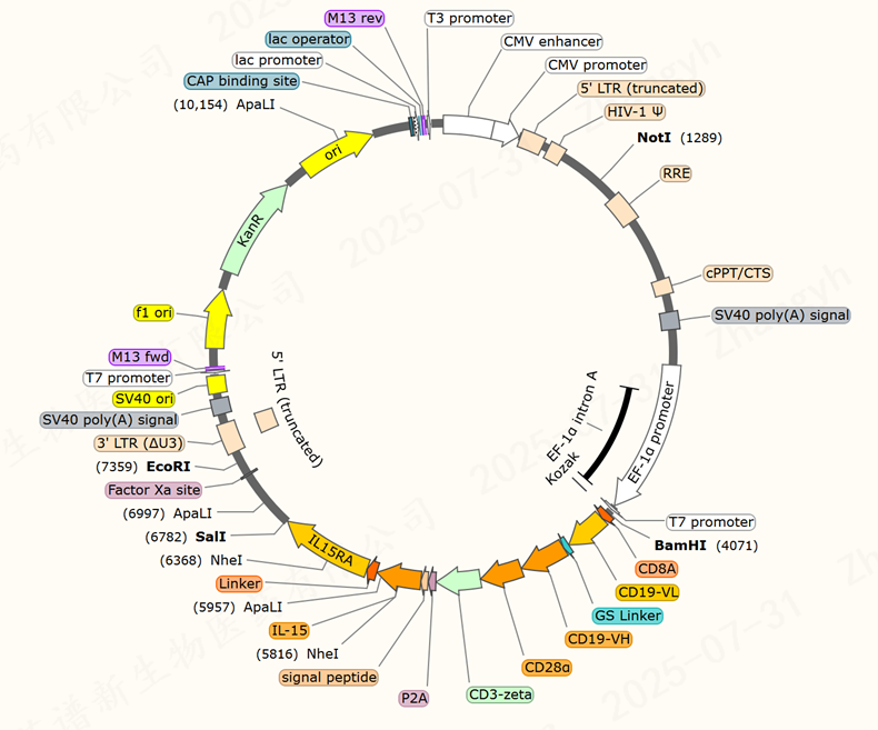 IL15-CD19 现货慢病毒