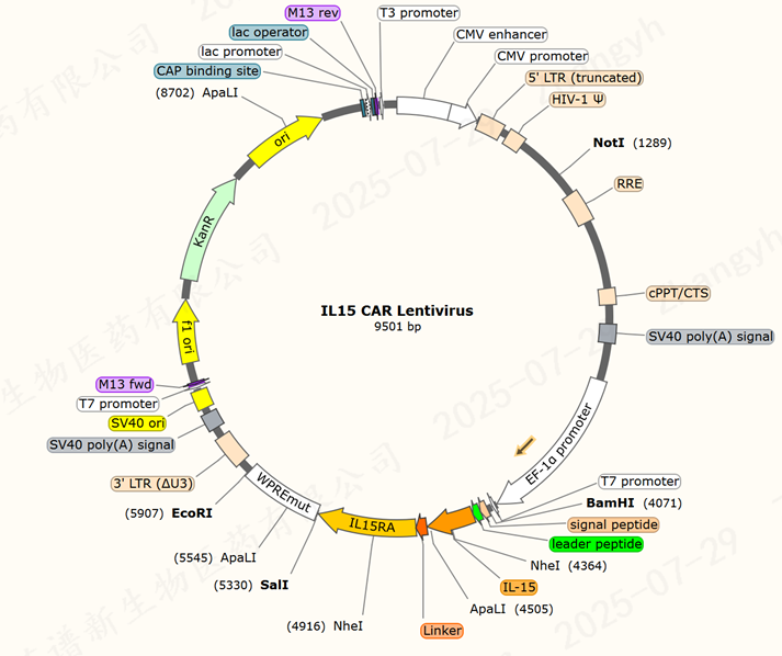 IL15 现货慢病毒